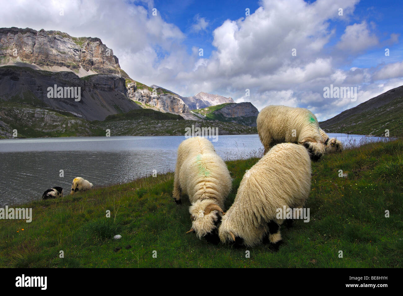 Les moutons de la race le Valais pâturage sur un alpage le long de la rive d'un lac de montagne, Valais, Suisse, Europe Banque D'Images