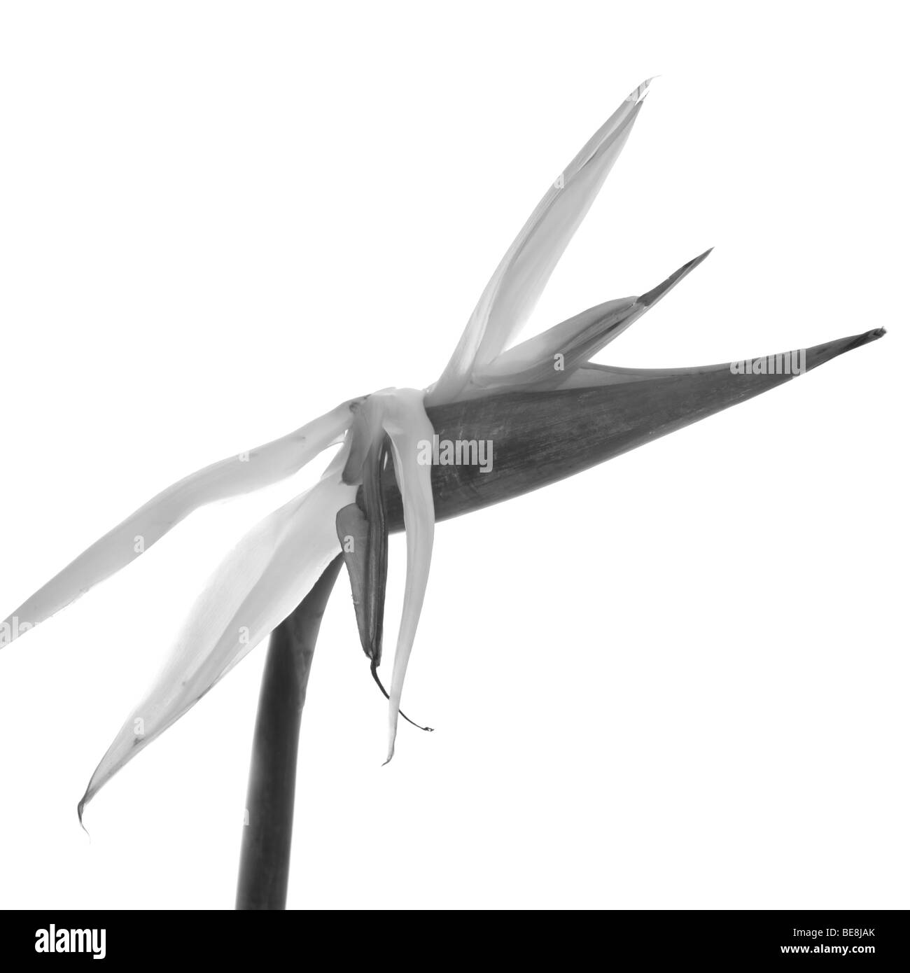 Fleur noir et blanc tourné en studio à l'arrière-plan blanc Banque D'Images