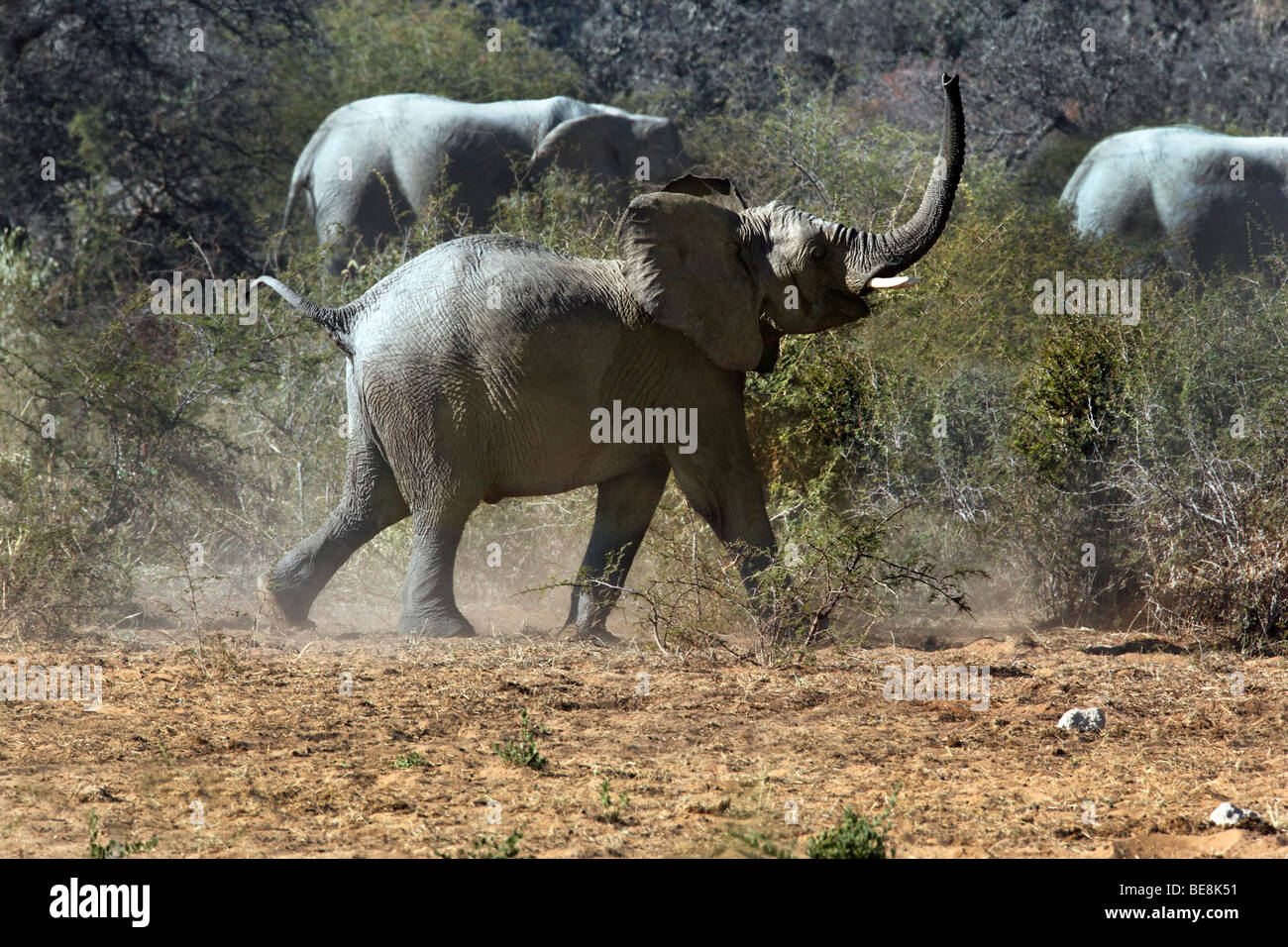 Groupe d'éléphants d'Afrique (Loxodonta africana) dans la zone de Savuti Botswana Banque D'Images