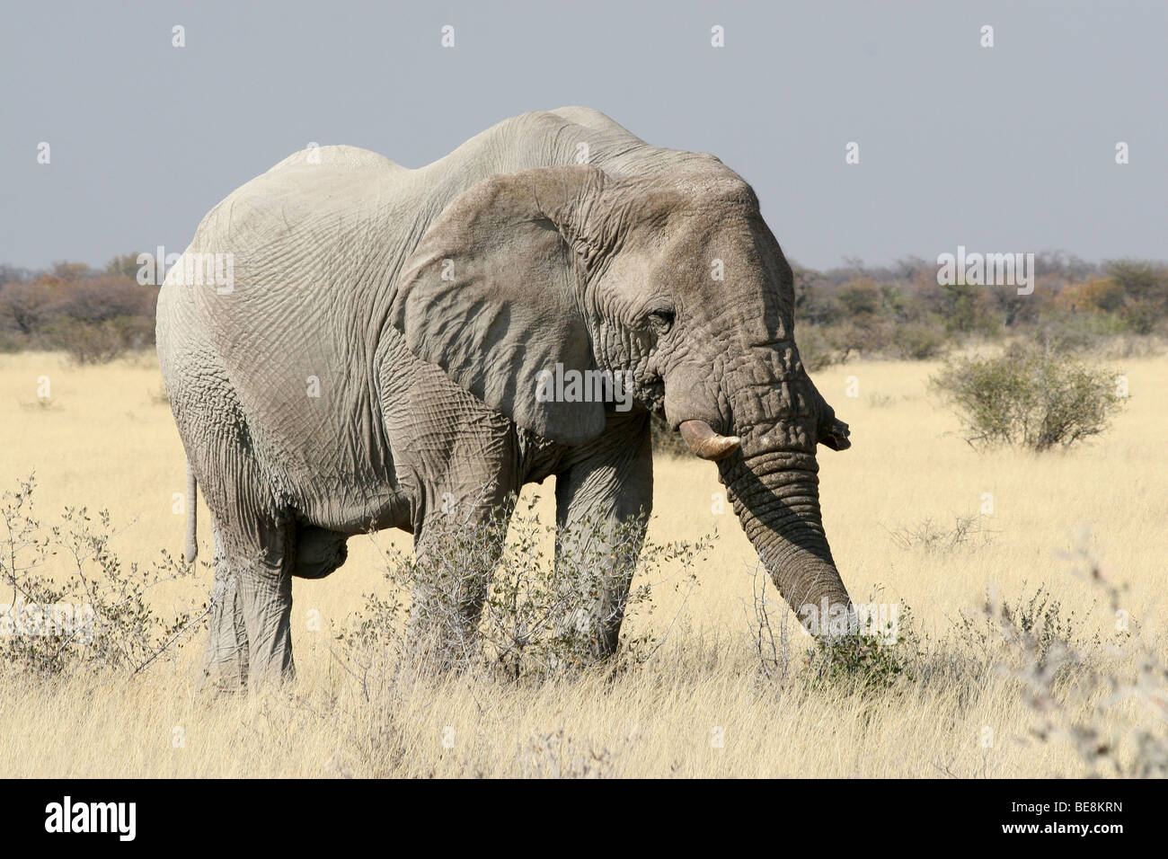 Vue de côté de l'Eléphant d'Afrique Loxodonta africana de Bull dans le parc national d'Etosha, Namibie Banque D'Images