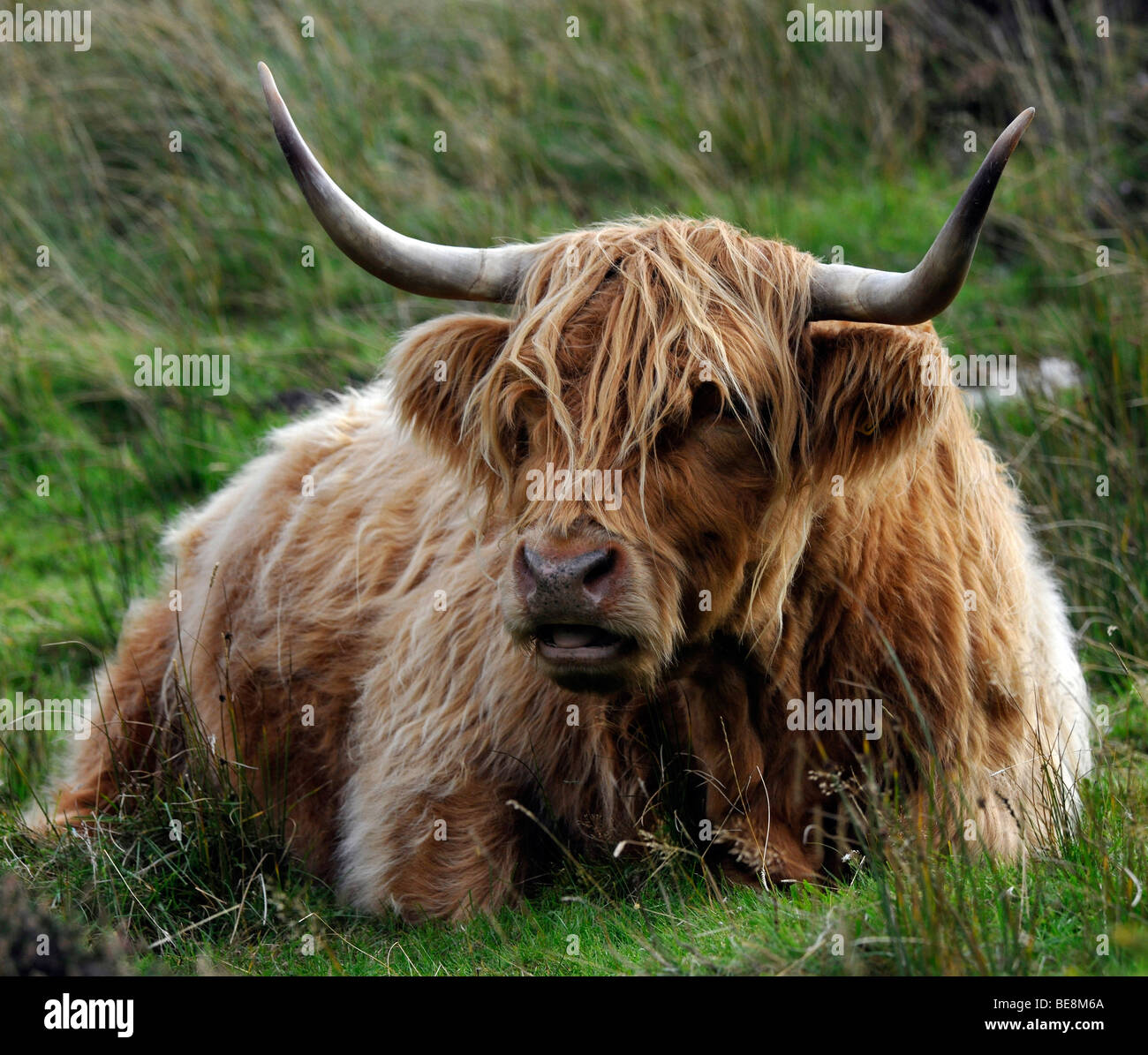 Highland cattle - portrait Banque D'Images