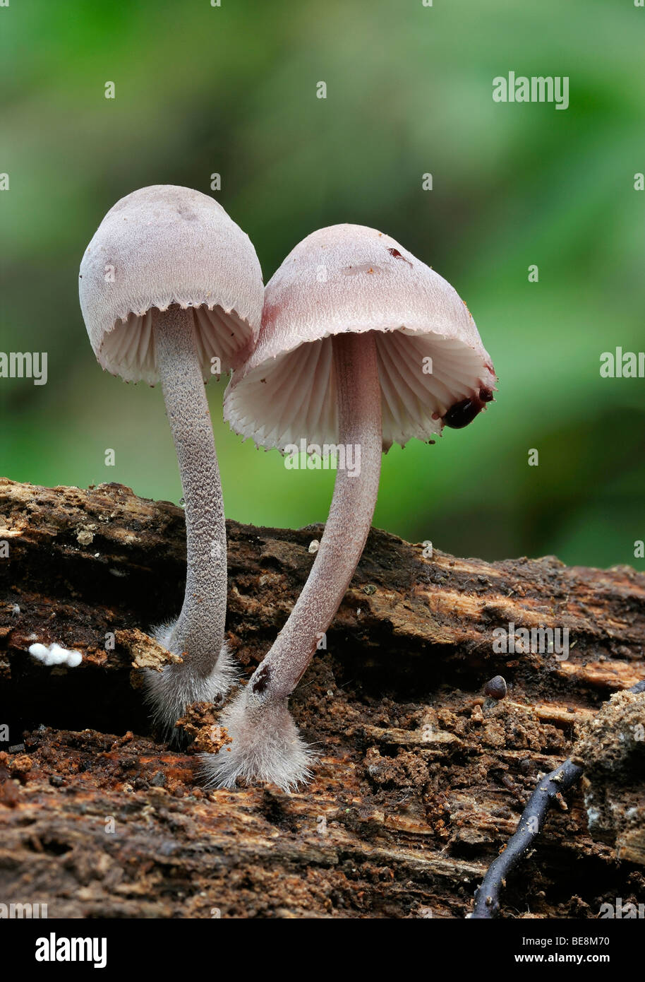 Burgundydrop saignements Mycena ou champignons Bonnet - Mycena haematopus Banque D'Images