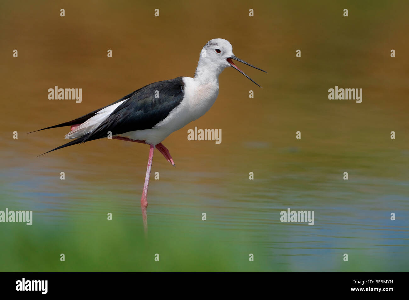 Een Steltkluut rencontré Ã©Ã©n poot in het water en de opgetrokken roepend ander de nat est. Black-winged Stilt avec une jambe dans l'eau et l'autre levé, screeming l'eau est humide. Banque D'Images