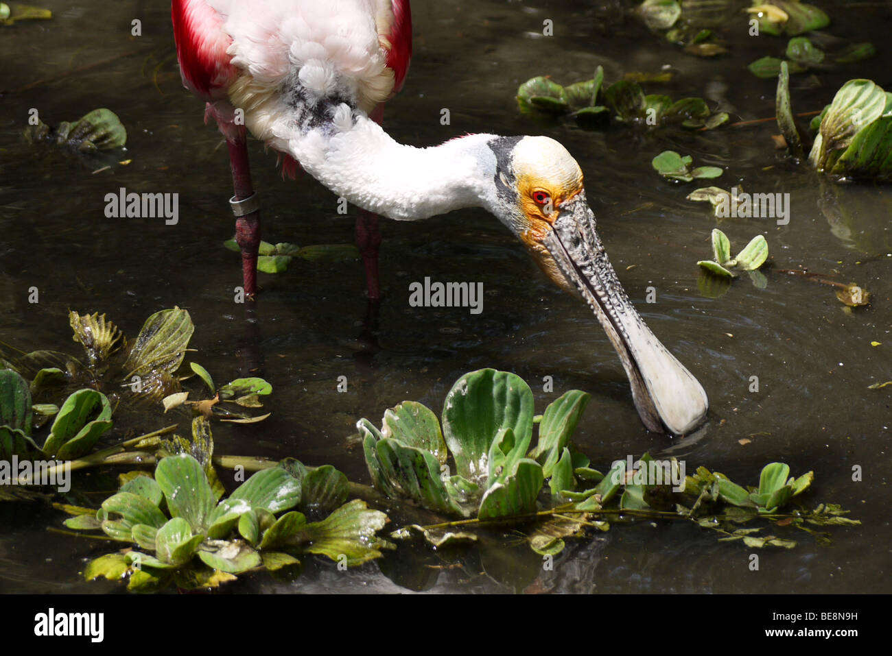 Roseate Spoonbill (Platalea ajaja ou Ajaia ajaja) Banque D'Images