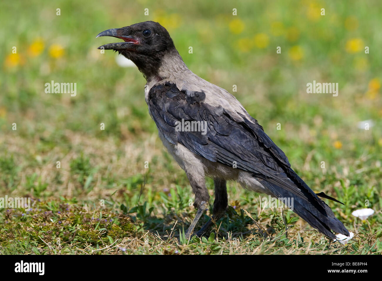 Bonte Kraai staand Roepende in het gras. Appelant Hooded Crow debout dans un champ d'herbe. Banque D'Images