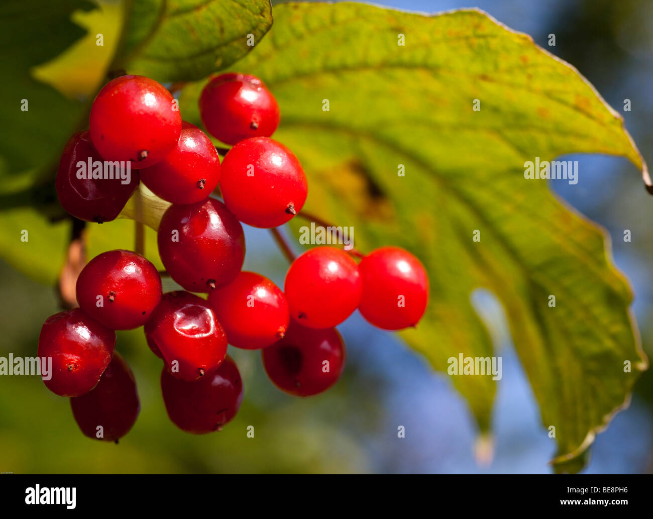 European Cranberrybush ou boule de neige (Viburnum opulus), arbuste, close-up Banque D'Images