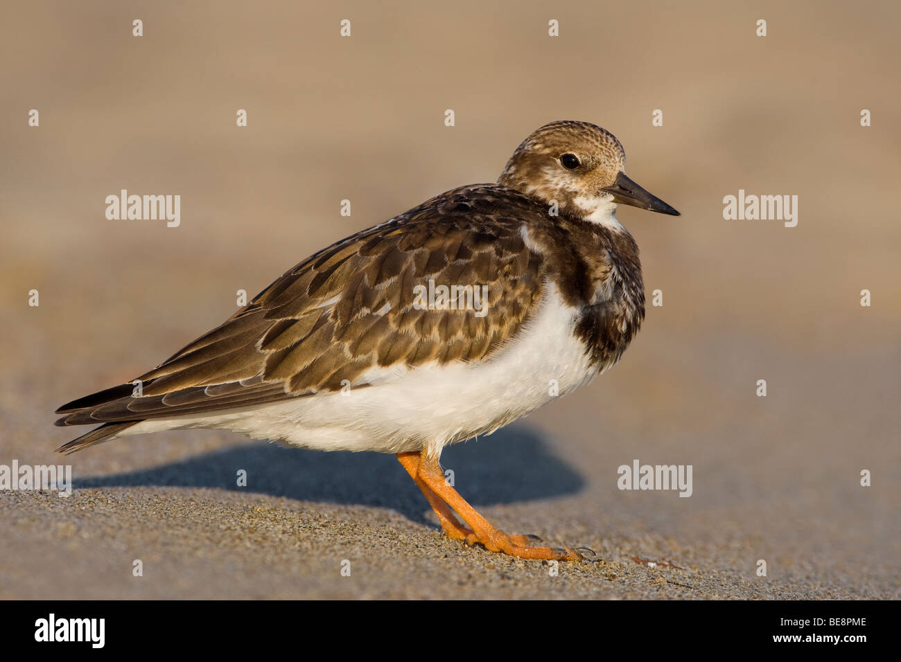 Steenloper in het zand en het zonnetje. Tournepierre à collier debout dans le sable et le soleil. Banque D'Images