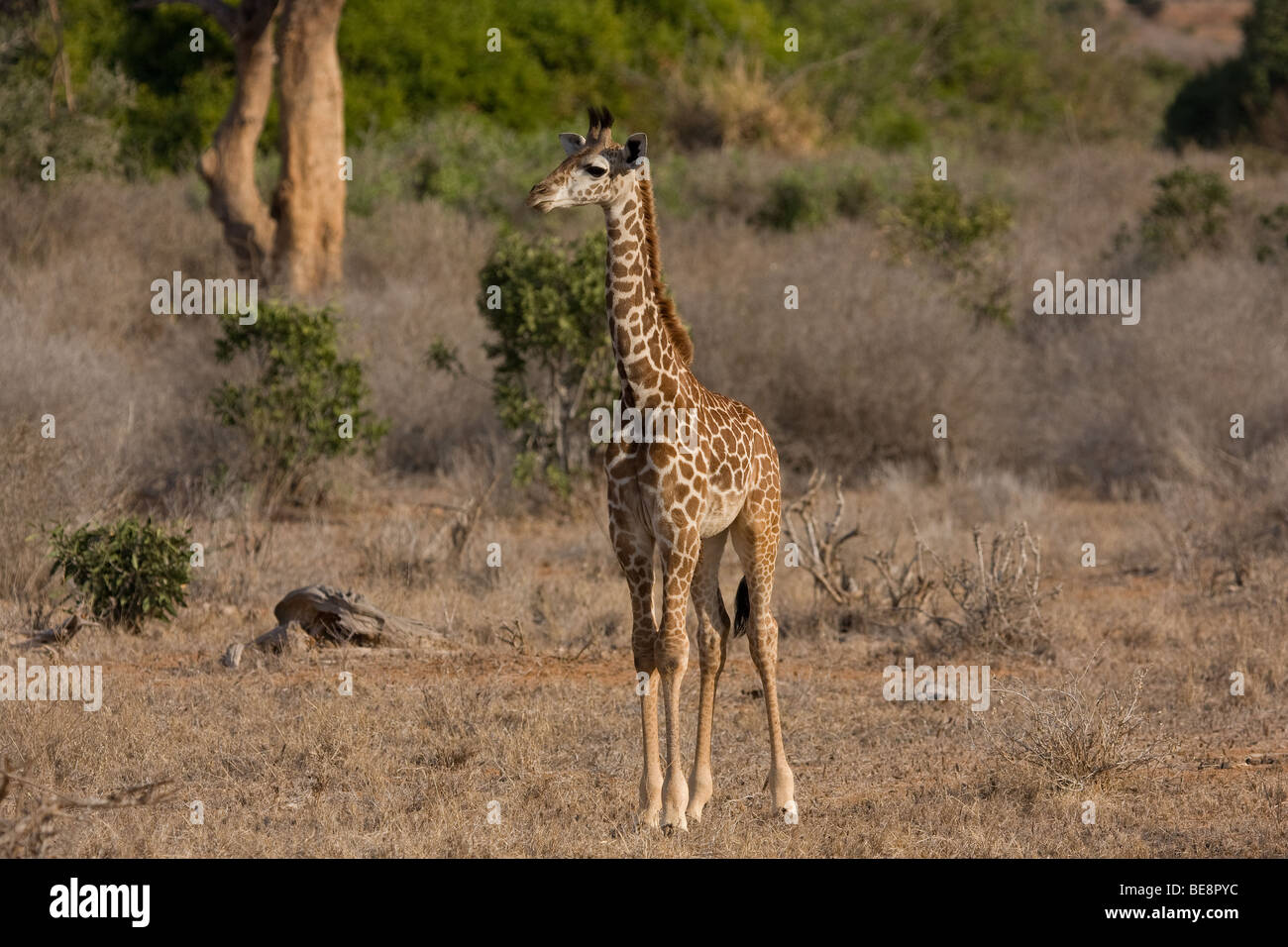 Un bébé girafe debout regardant quelque chose à droite dans le parc national de Tsavo East au Kenya. Banque D'Images