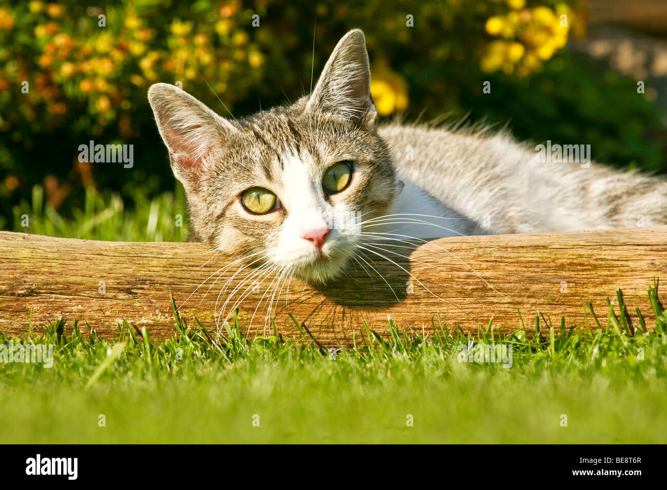 Chat domestique allongé dans l'herbe Banque D'Images