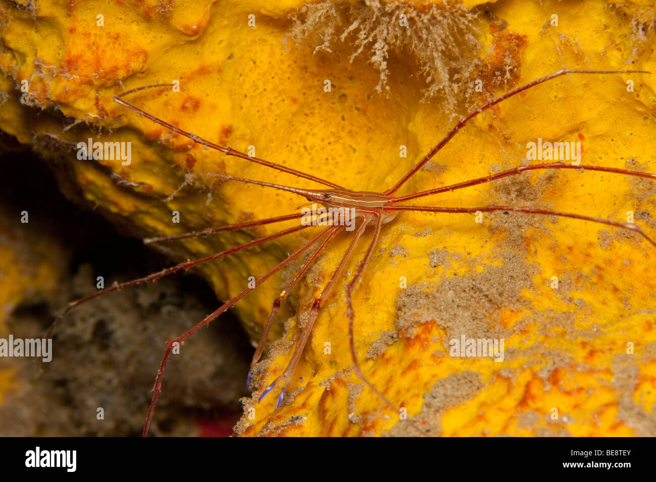 Yellowline Crabe Flèche (Stenorhynchus seticornis) sur éponge orange alambiquée (Myrmekioderma styx) comme vu sur une plongée de nuit Banque D'Images