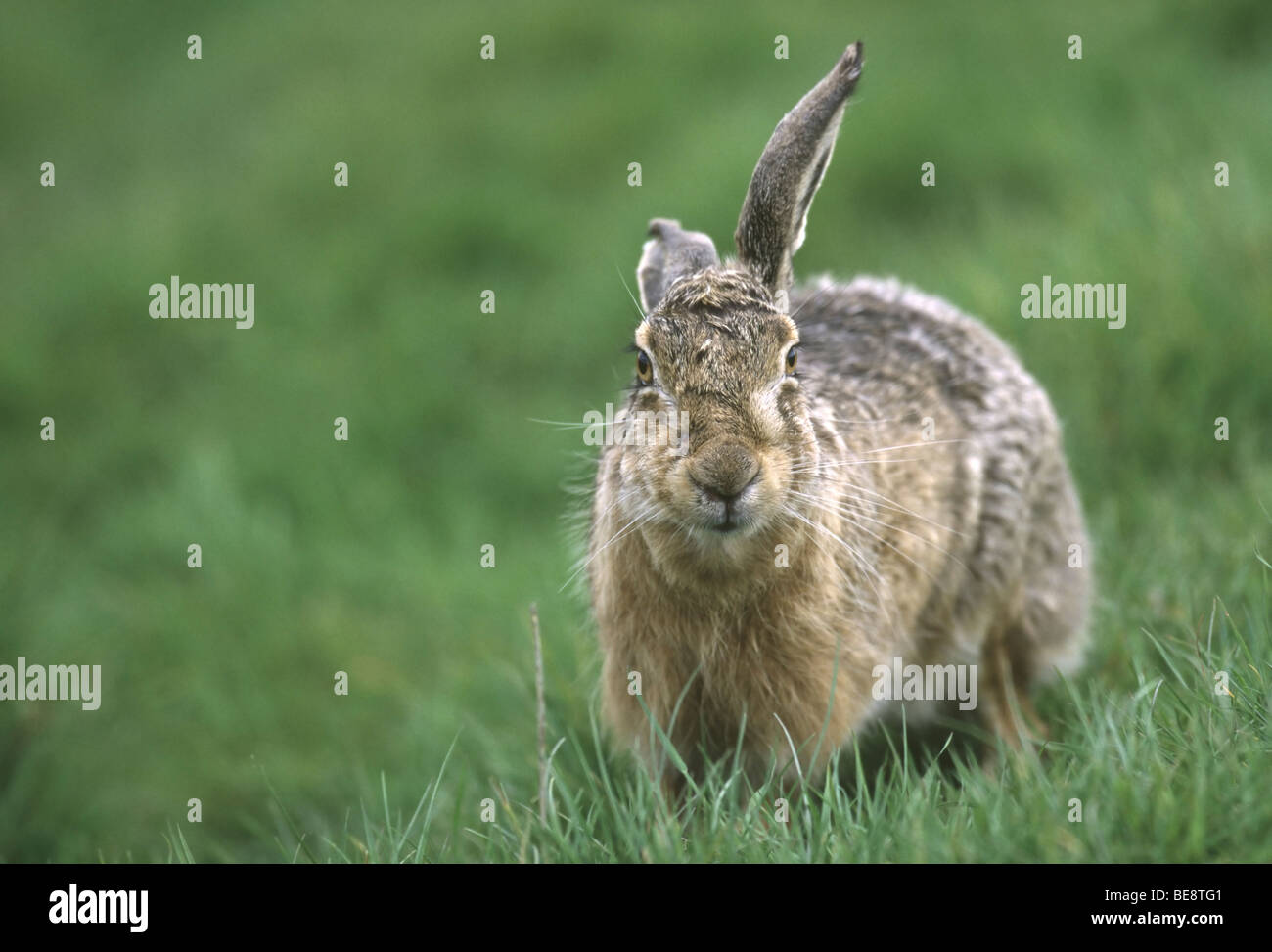 Haas (Lepus europaeus) dans grasland, Nederland European / Brown hare (Lepus europaeus) dans les prairies, les Pays-Bas Banque D'Images