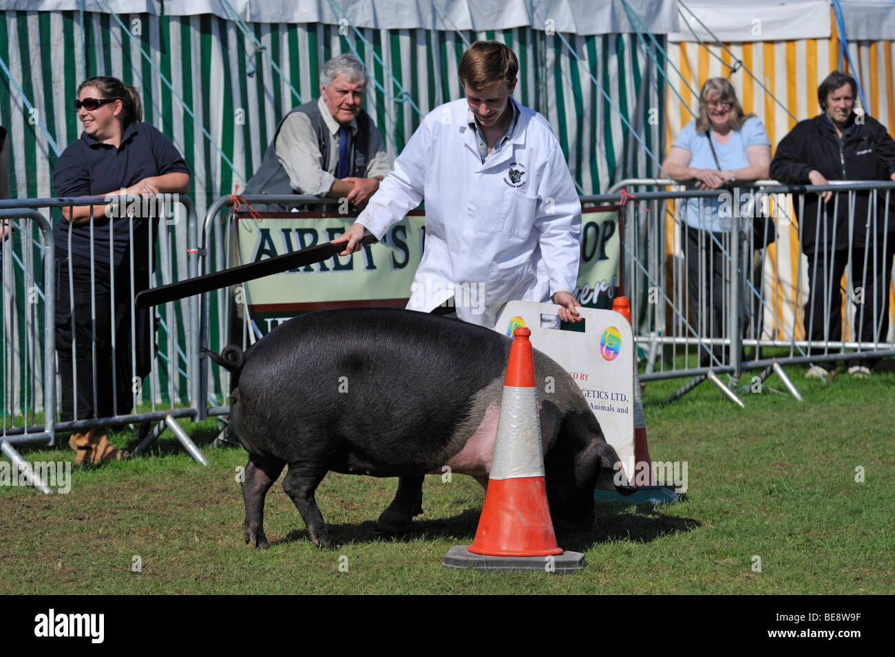 Gestionnaire de porc avec British Saddleback cochon. Comté de Westmorland Show 2009. Banque D'Images