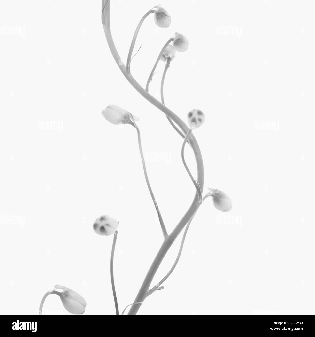 Fleur noir et blanc tourné en studio à l'arrière-plan blanc Banque D'Images