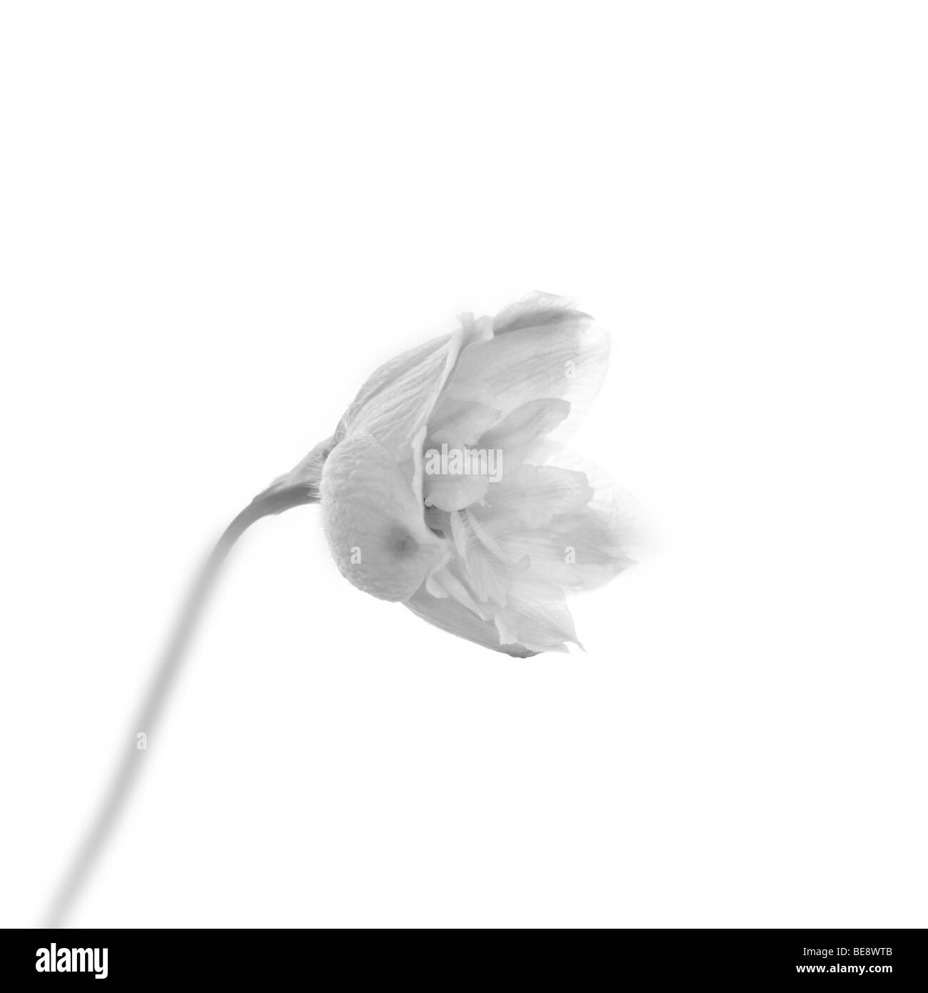 Fleur tige unique contre fond blanc en noir et blanc tourné en studio Banque D'Images