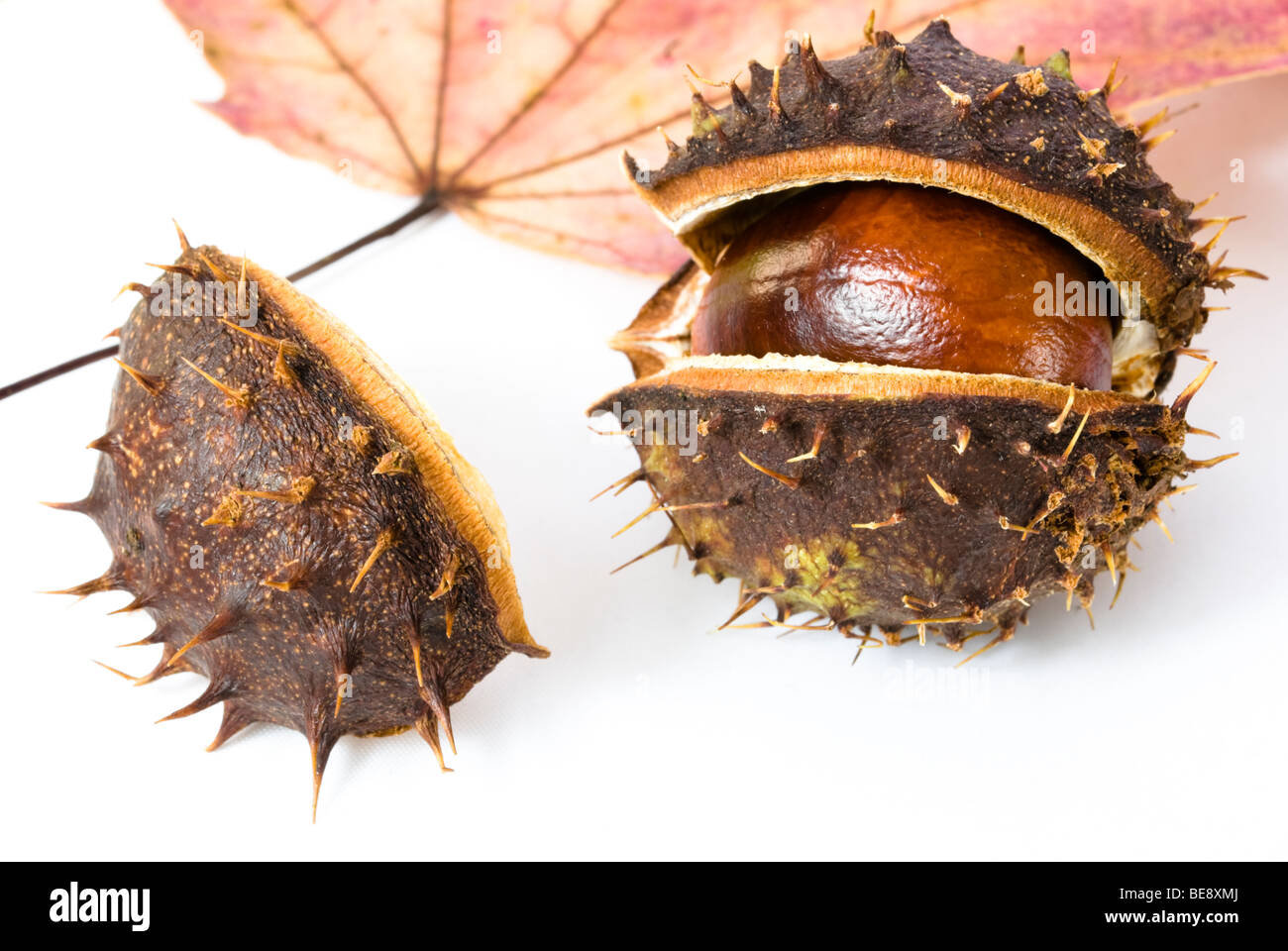 La châtaigne d'automne organisé avec maple leaf isolé sur fond blanc Banque D'Images