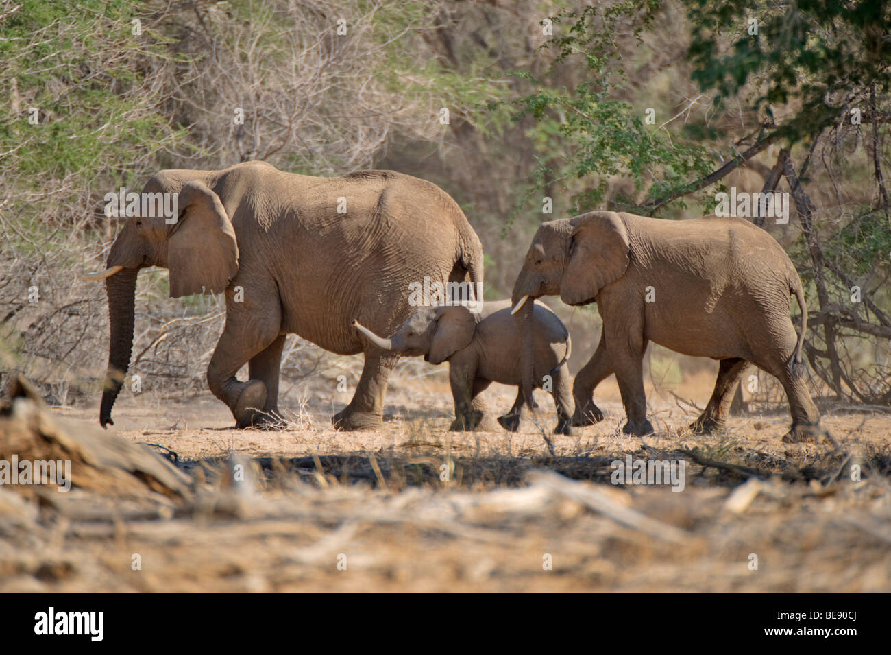 Éléphants de Bush africains (Loxodonta africana) avec de jeunes animaux, dans la vallée de l'Ougab, près du Mont Brandberg, Namibie, Afrique Banque D'Images