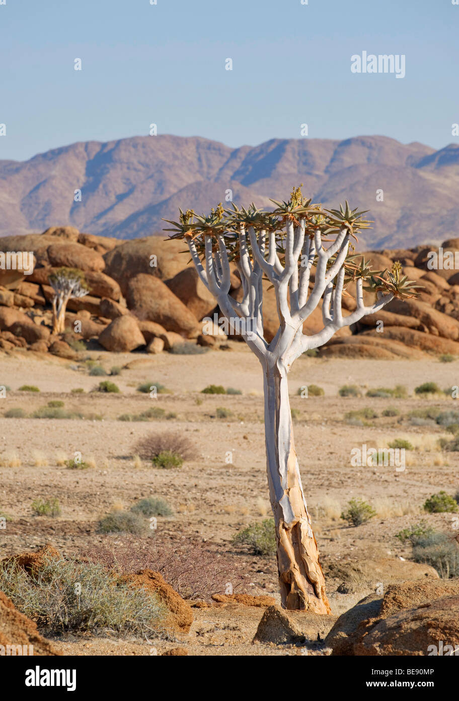 Quiver Tree (Aloe dichotoma) en face de rochers de granit dans le Namib-Naukluft National Park, Namibie, Afrique Banque D'Images