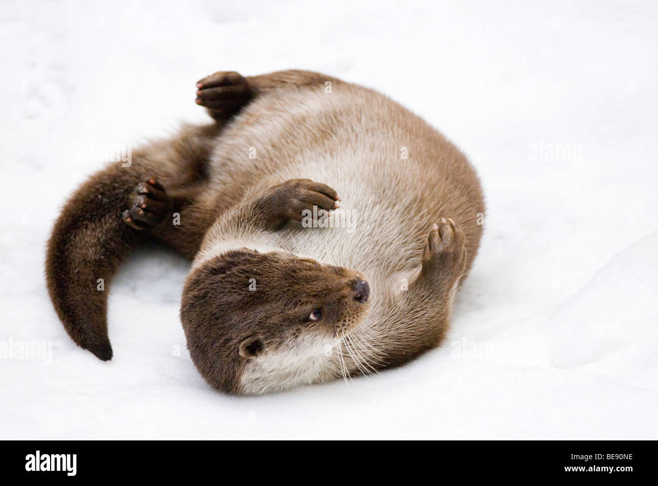 Otter en speelt en ; otter jouent dans la neige Banque D'Images
