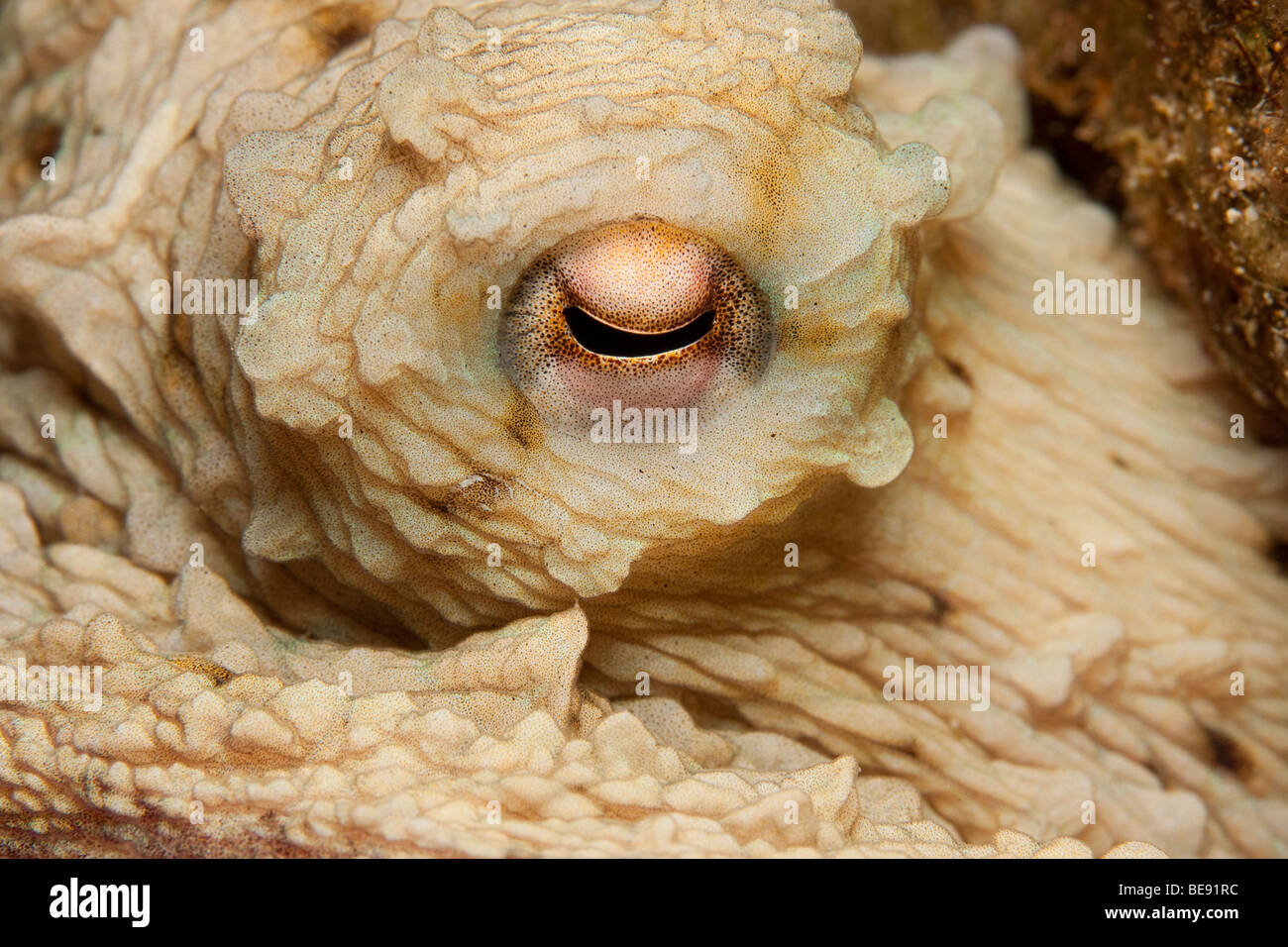 Poulpe commun (Octopus vulgaris) se cache dans les décombres de récif comme vu à la plongée de nuit à la jetée de la ville, Bonaire, Antilles néerlandaises. Banque D'Images