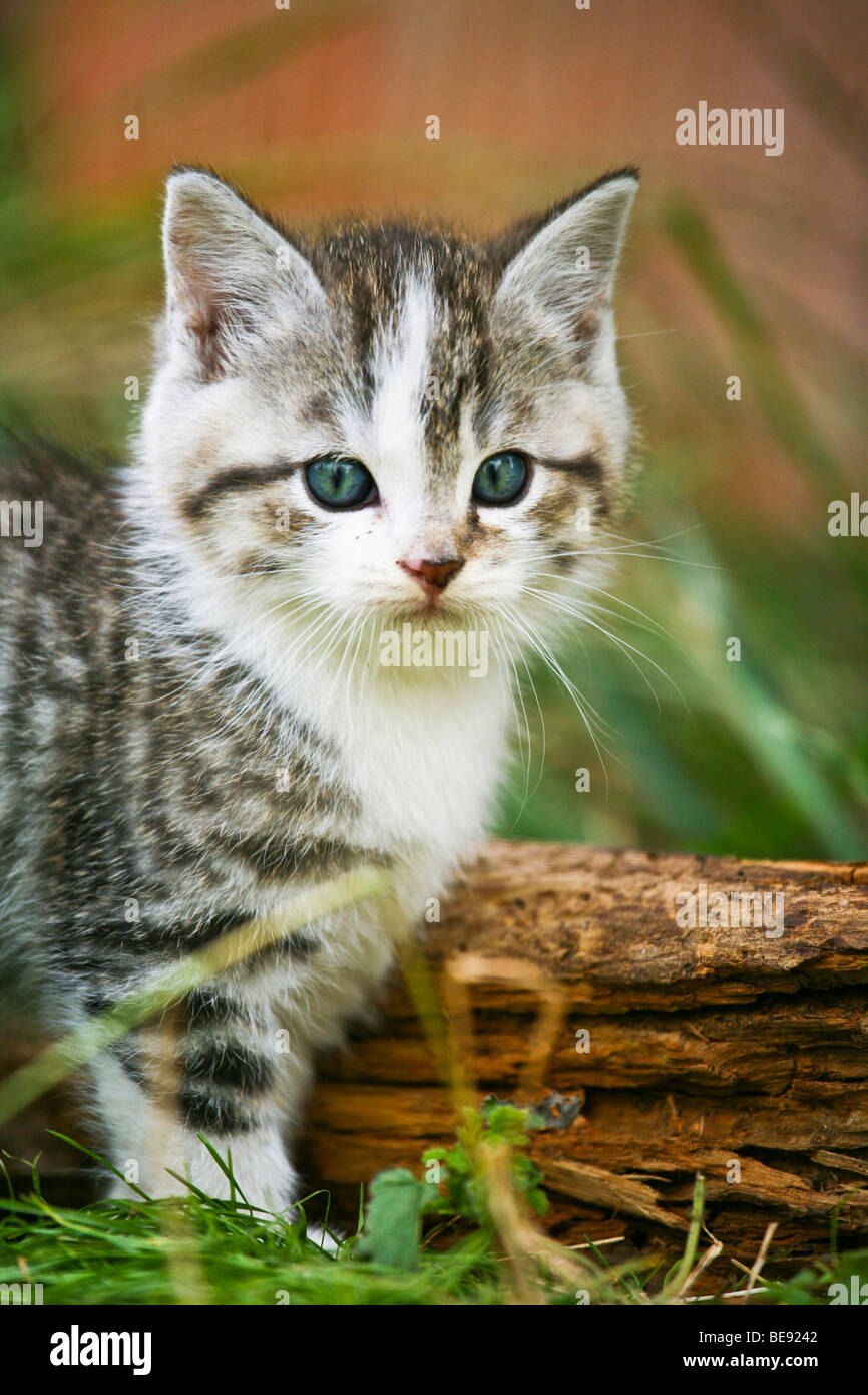 Chat domestique, Kitten, portrait Banque D'Images