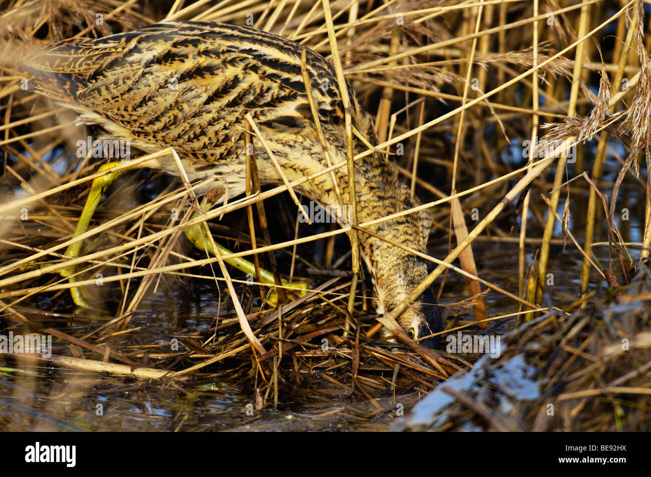 Roerdomp ; Grand ; Bittern Botaurus stellaris ; Banque D'Images