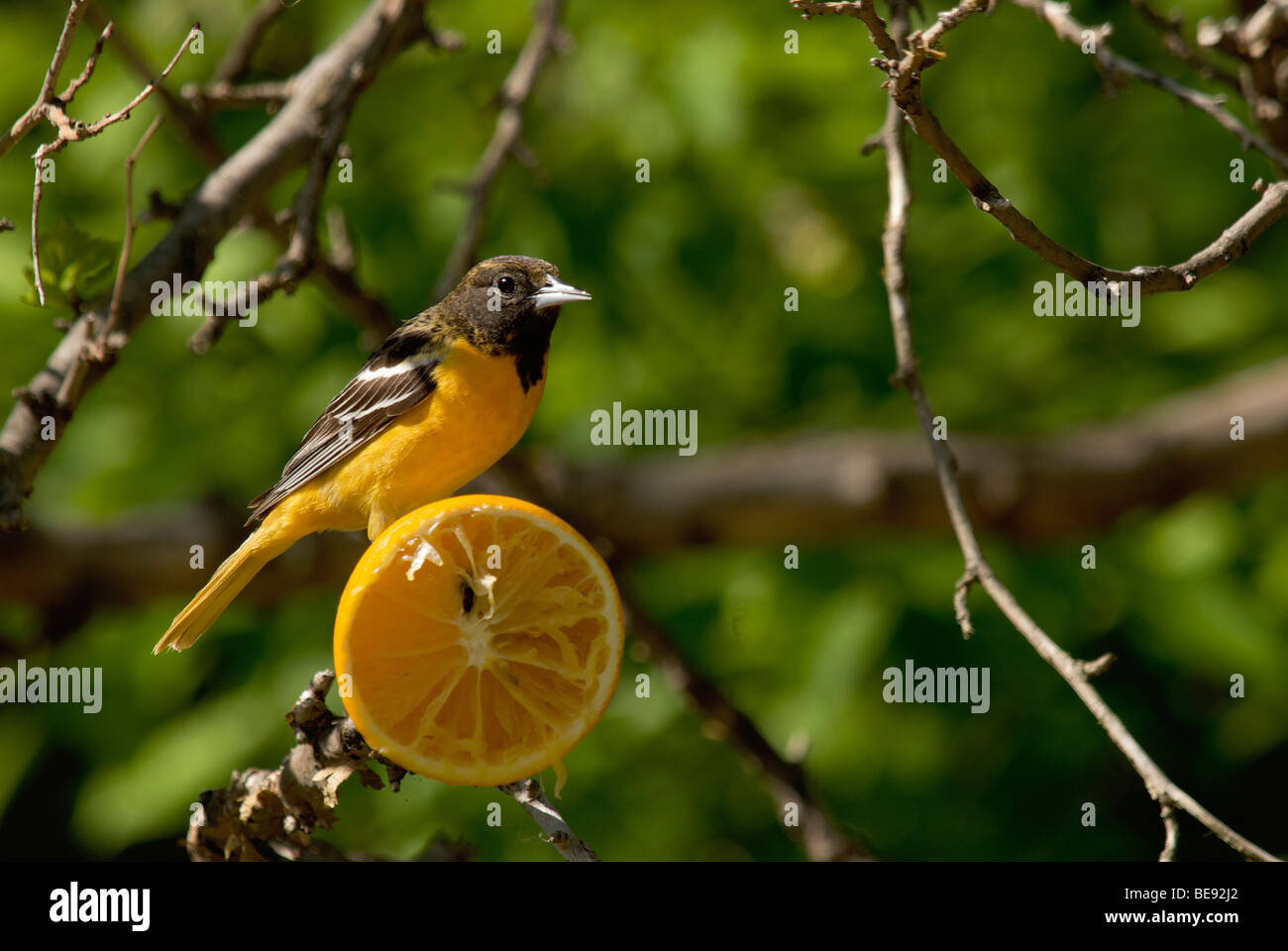 L'oriole de Baltimore sur une orange au Magee Marsh de faune dans le Nord de l'Ohio Banque D'Images