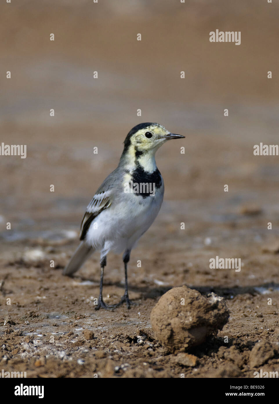 Witte Kwikstaart;Bergeronnette grise Motacilla alba ;; Banque D'Images