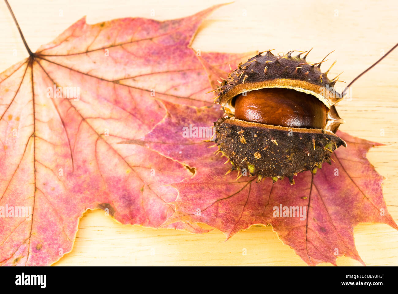 La châtaigne d'automne organisé sur feuille d'érable Banque D'Images