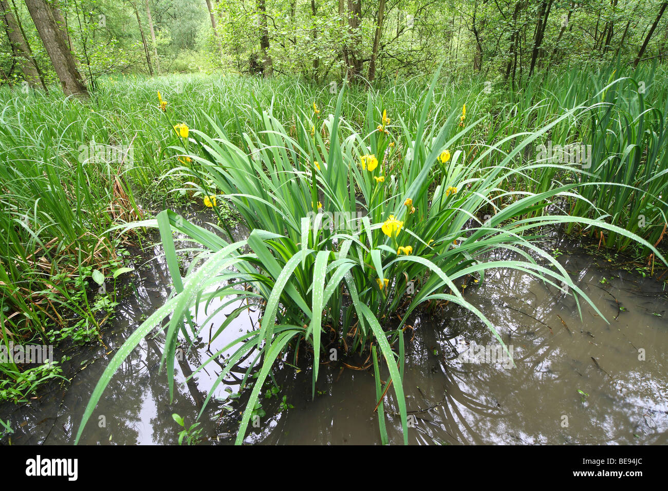 Iris Jaune à fleurs / drapeau jaune (Iris pseudacorus Iris) dans brook forest, Belgique Banque D'Images