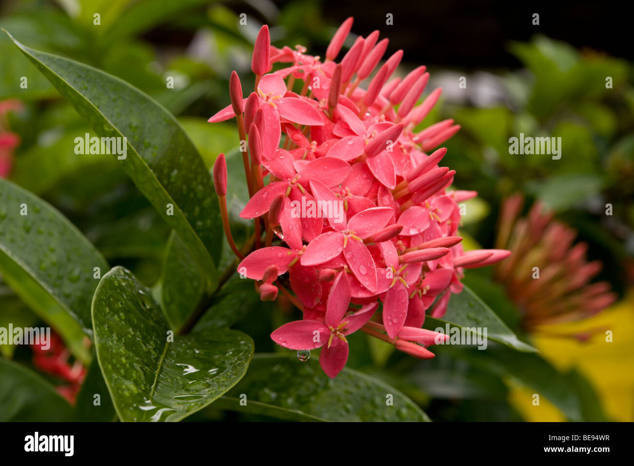 Géranium de la jungle ou flamme des Bois ou flamme de la jungle Ixora coccinea Rubiaceae, croissant dans les îles Marshall. Banque D'Images