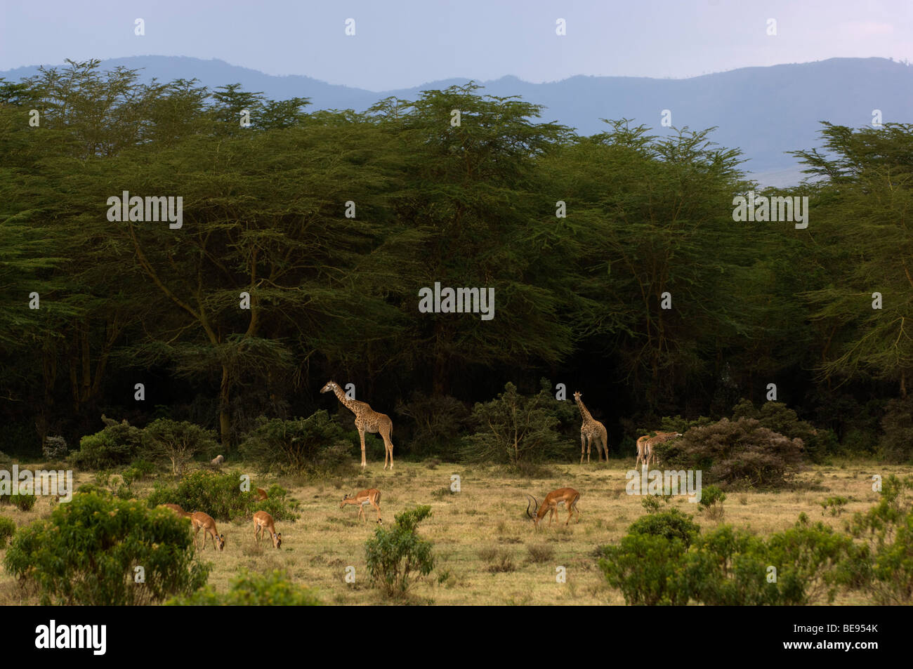 Maasai Girafe (Giraffa camelopardalis tippelskirchi) entre les arbres de la fièvre jaune, le lac Naivasha, Kenya Banque D'Images