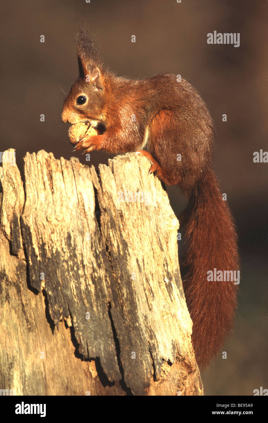 Rode eekhoorn (Sciurus vulgaris), Belgi écureuil roux (Sciurus vulgaris), Belgique Banque D'Images