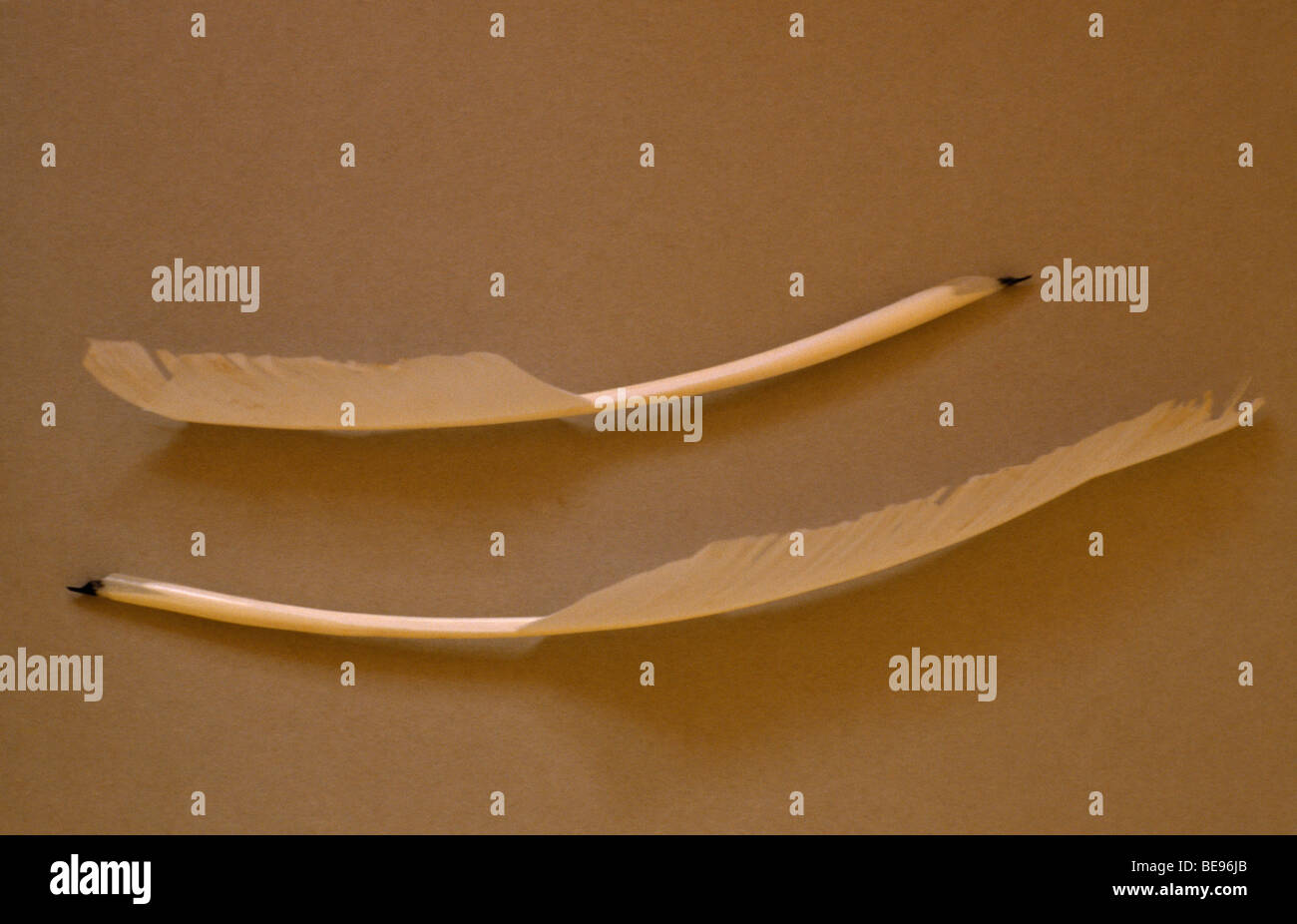 RELIGION Judaïsme Scribe's feather plume. Banque D'Images