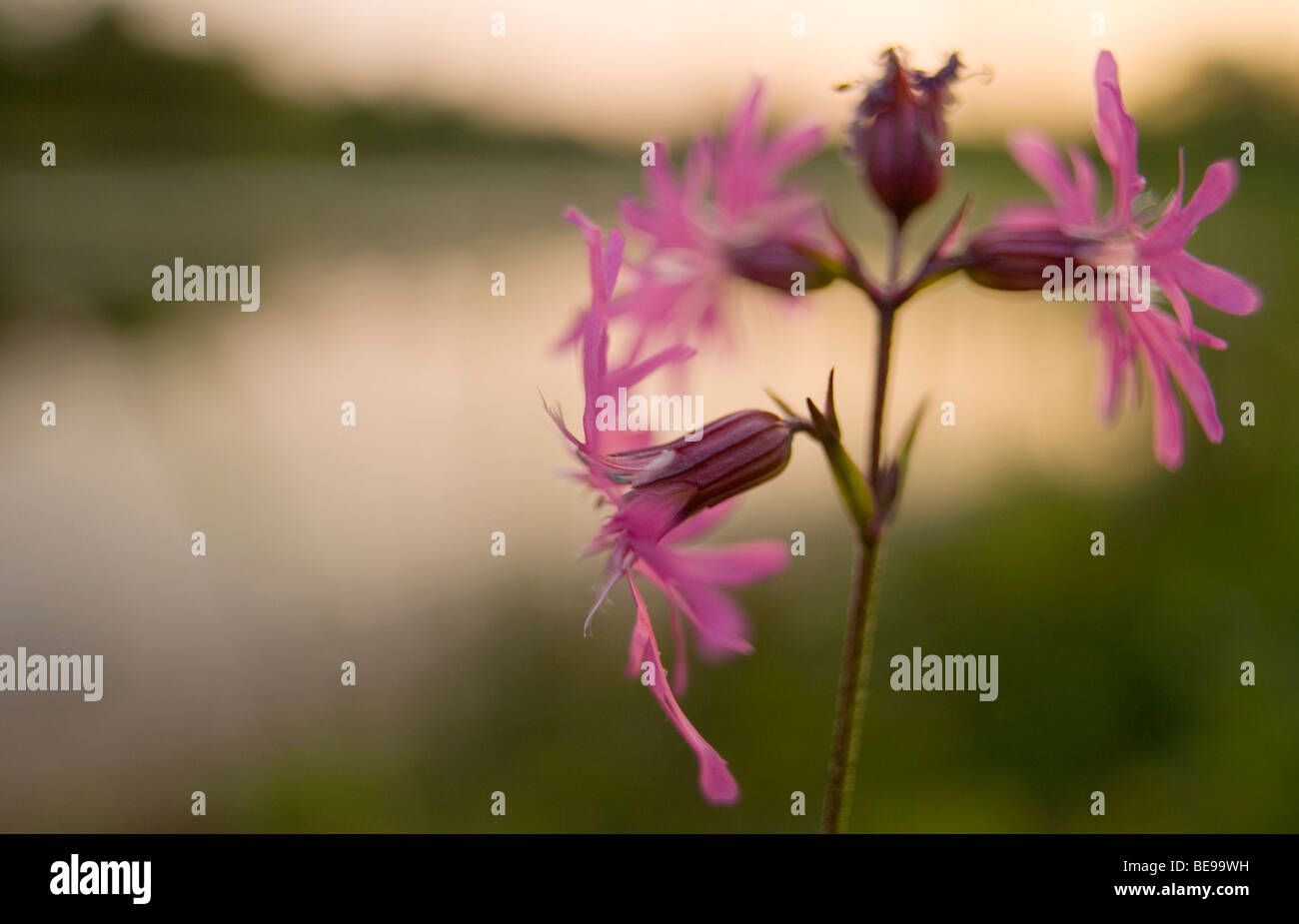 Echte koekoeksbloem ; ragged robin Banque D'Images