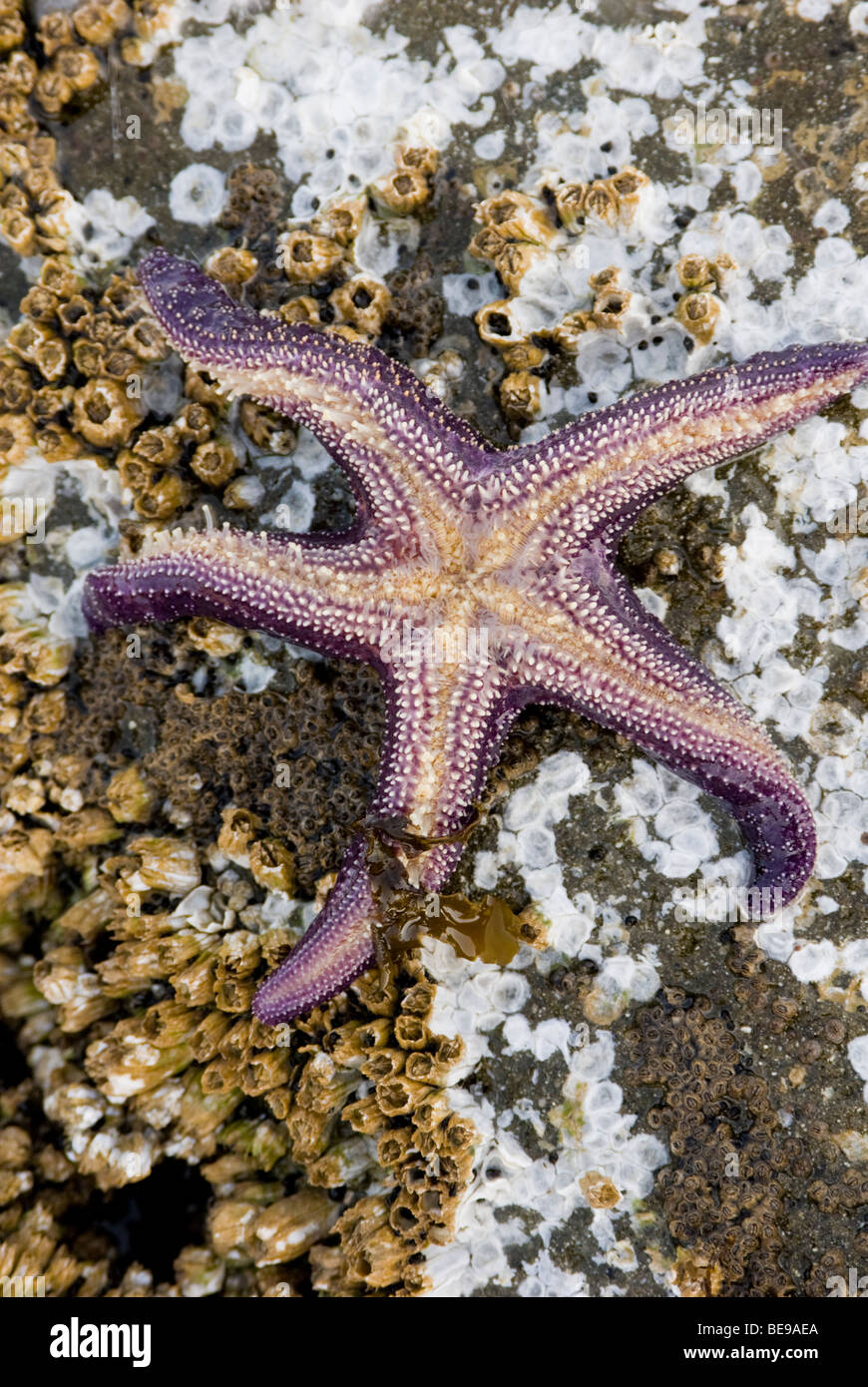 Étoile de mer pourpre, (Pisaster ochraceus) sur le dessus de rochers incrustés de balanes, Drumbeg, parc provincial de l'île Gabriola, BC, Canada Banque D'Images