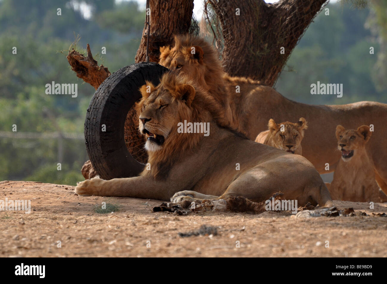 Une troupe de lions en captivité Banque D'Images