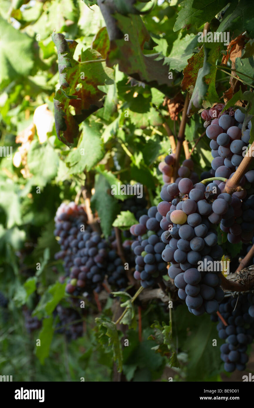 Raisins de vigne Banque D'Images