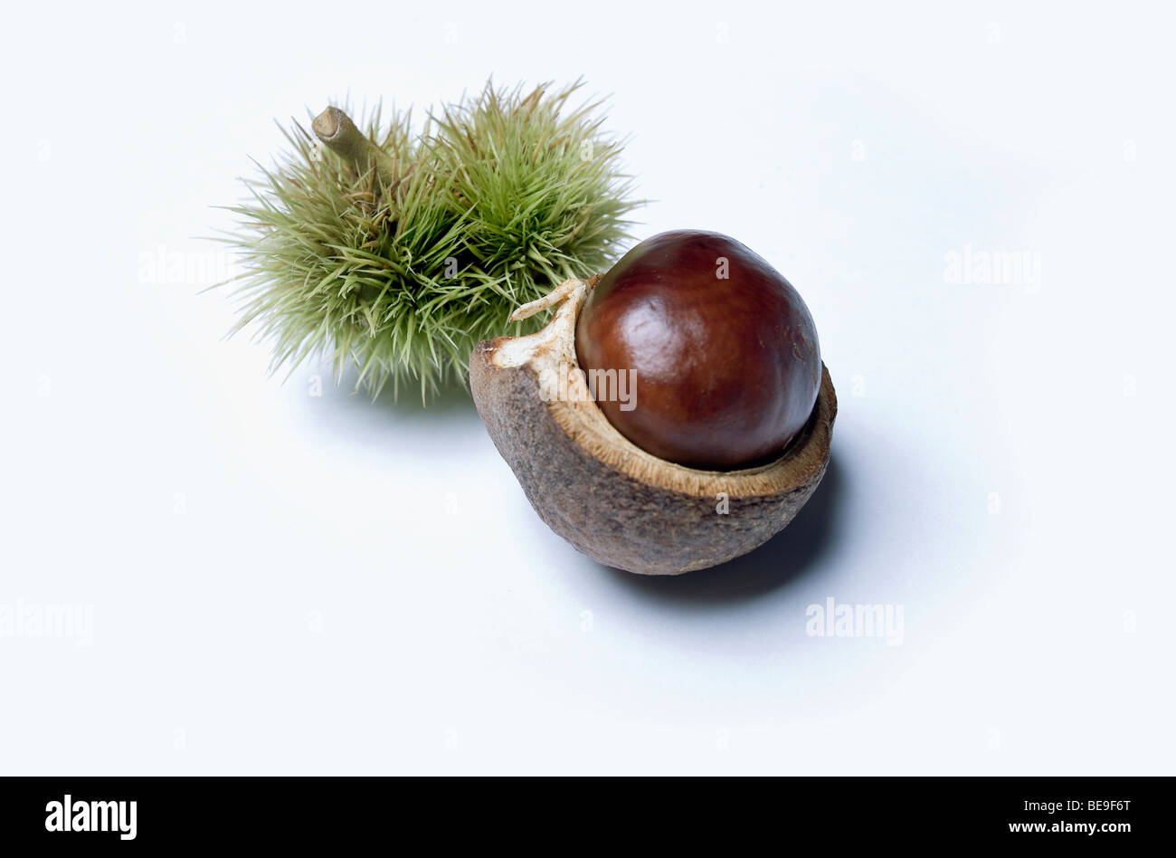 Châtaignes ou cheval conkers (Aesculus hippocastanum) Banque D'Images