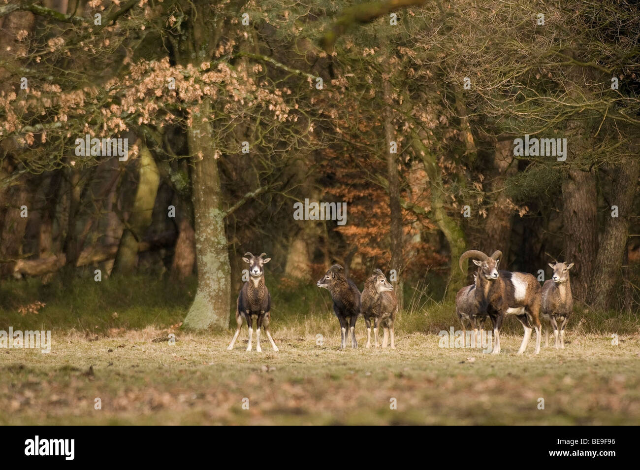 Ovis gmelini musimon Moeflon ; ; ; Mouflon Muffeltiere ; Banque D'Images