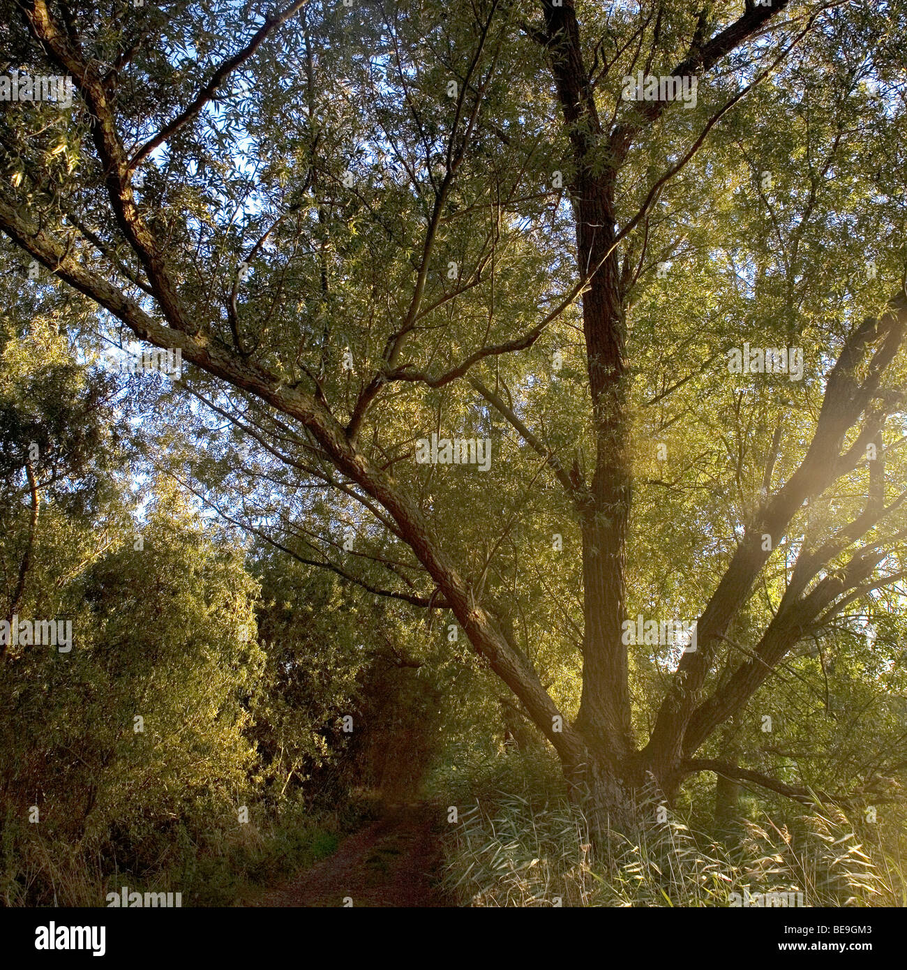 Les arbres dans la vallée de waveney Banque D'Images