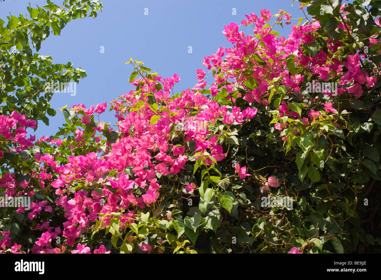 Cascade de fleurs mauve au-dessus de près de Alanya dans le sud de la Turquie Banque D'Images