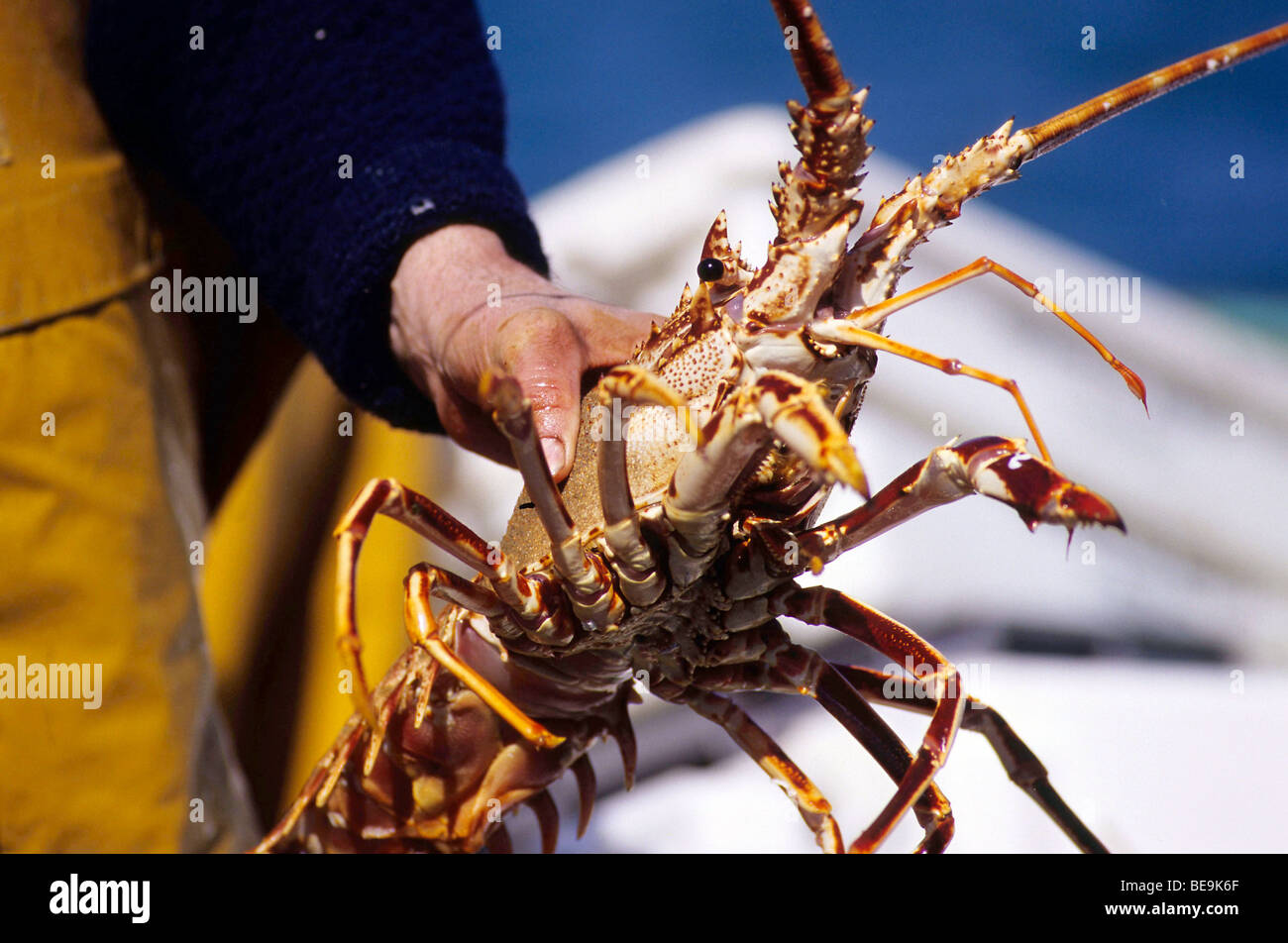 Audierne (29) : la pêche au homard Banque D'Images