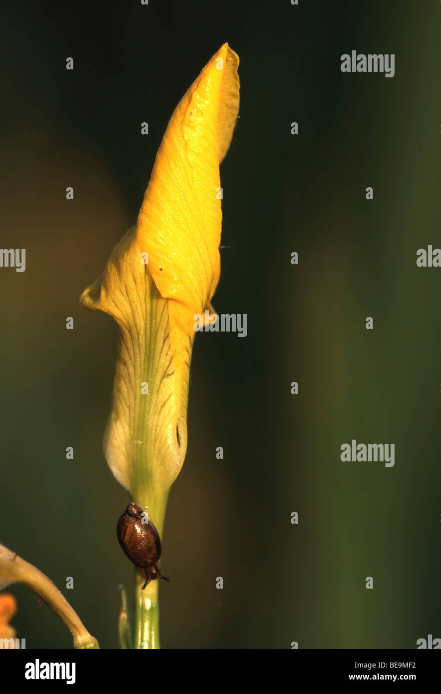 Bloem van Gele lis (Iris pseudacorus), Belgi Fleur d'iris jaune (Iris pseudacorus), Belgique Banque D'Images