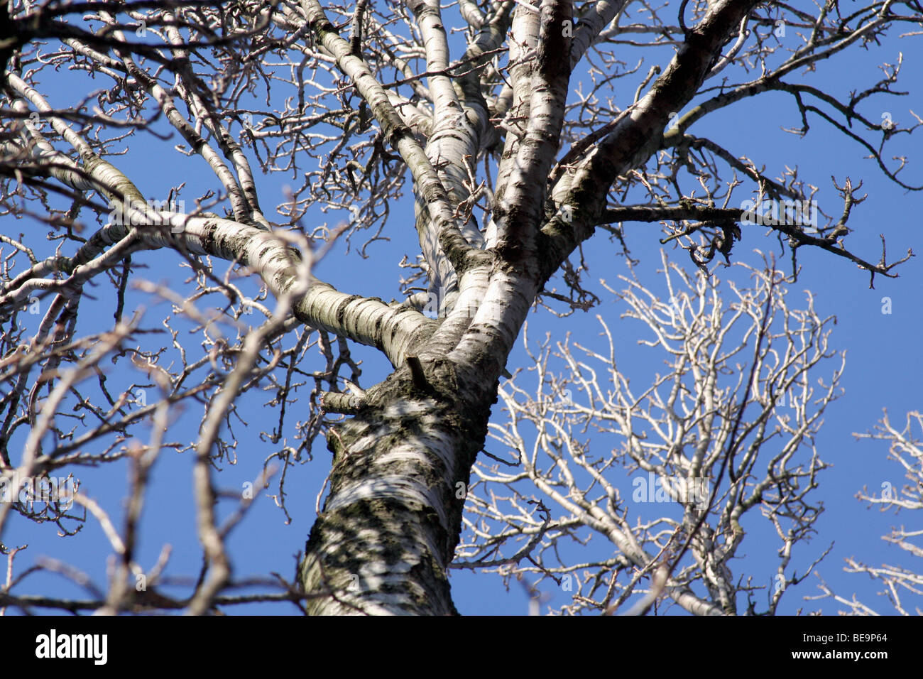 Arbre bouleau verruqueux (Betula pendula) et bleu ciel. Angleterre, Royaume-Uni. L'hiver (février) Banque D'Images