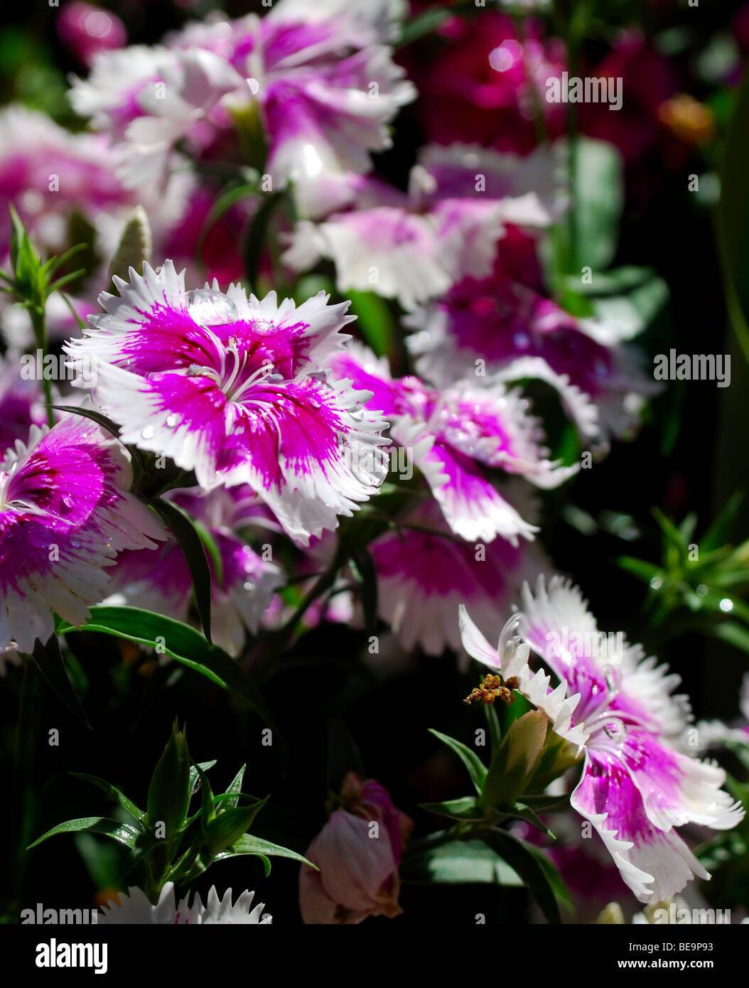 Fleurs violet et blanc Banque D'Images