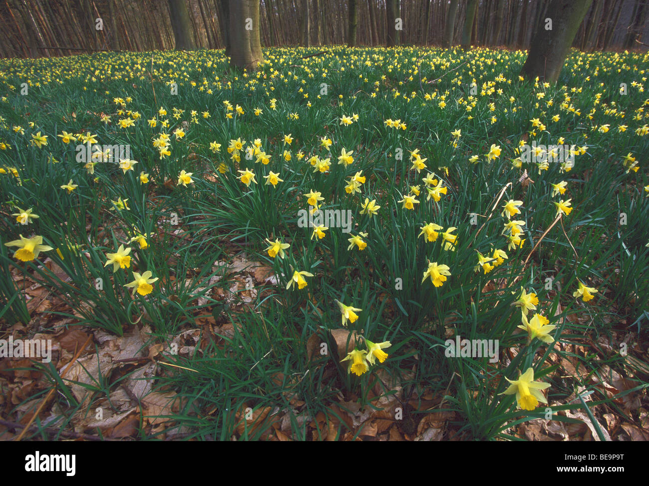 La floraison de la jonquille (Narcissus pseudonarcissus sauvages) en forêt, Belgique Banque D'Images