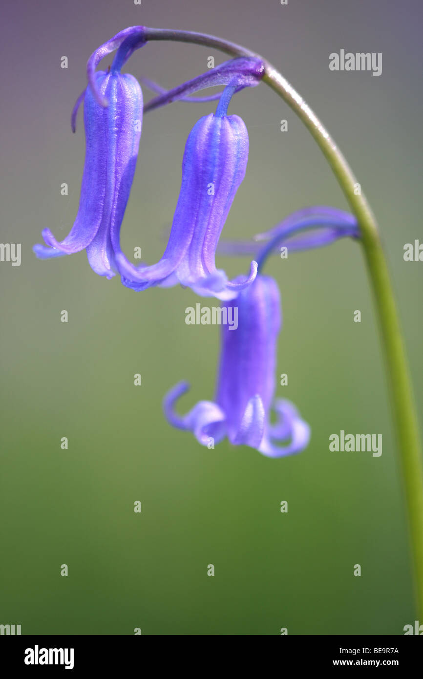 Fleurs de Bluebell (Hyacinthoides non-scripta) dans la forêt de hêtres, Belgique Banque D'Images