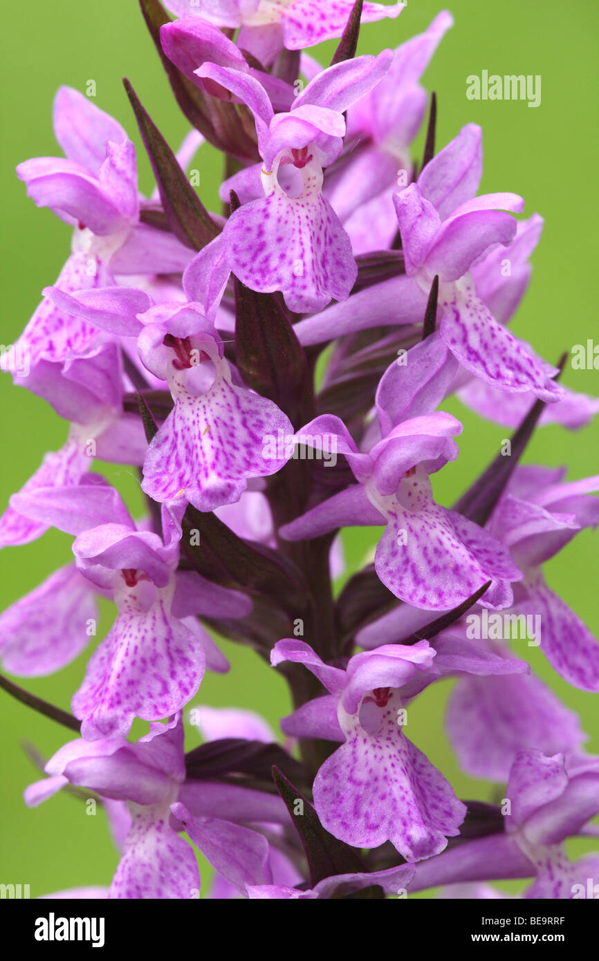 Détail van Gevlekte (Dactylorhiza maculata) orchis, Belgi Détail de l'orchidée tachetée (Dactylorhiza maculata), Belgique Banque D'Images