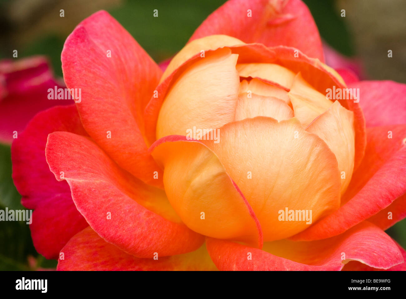 rose orange Banque D'Images