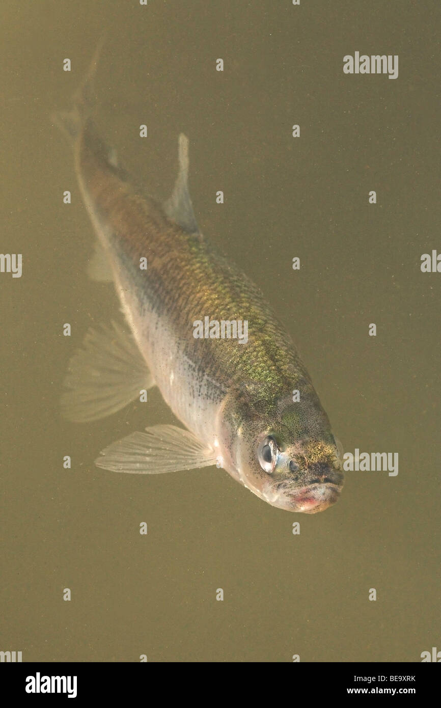 Vertikale foto van een anadrome zwemmend geelgrijs spiering dans l'eau ; vertical photo d'un éperlan anadrome'nage dans l'eau gris jaune ; Banque D'Images